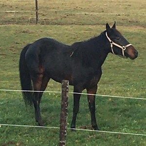 Meet your Posher, Meredith